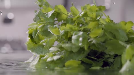 Caída-de-cilantro-en-la-tabla-mojada.-Cámara-lenta-480fps