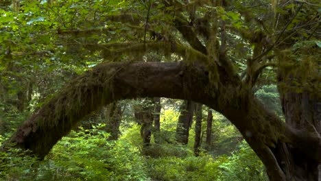 Suspensión-cardán-clip-caminar-debajo-de-un-árbol,-formando-un-arco-en-la-selva-tropical-de-hoh-en-olympic-np