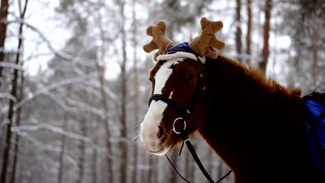 Caballo.-Caballo-en-un-gorro-con-cuernos-de-alce