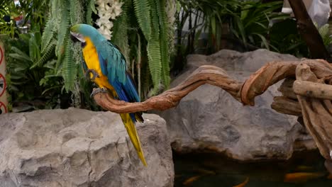 Macore-Bird-Hold-on-tree-branch.-Beautiful-macore-Parrot-bird-standing-on-a-wooden.