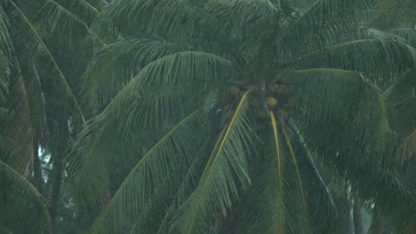 CLOSE-UP:-Große-Kokospalme-Verwitterung-die-intensiven-Gewitter-in-Aitutaki.