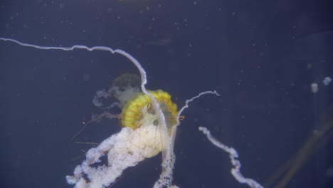 Medusas-de-la-natación