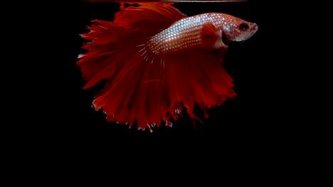 Super-slow-motion-of-RED-Siamese-fighting-fish-(Betta-splendens),-well-known-name-is-Plakat-Thai