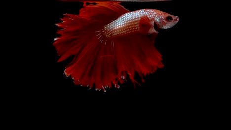 Super-lenta-de-rojo-pez-luchador-de-Siam-(Betta-splendens),-bien-conocido-nombre-es-Plakat-tailandés