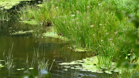 Nature-on-the-river,-green-vegetation-on-the-banks-of-the-river