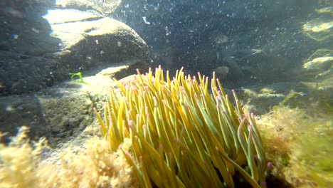 Unterwasser-Meerestiere-an-der-Unterseite-des-Atlantischen-Ozeans-vor-der-Küste-der-Bretagne-in-Frankreich.