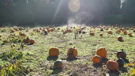 Morning-Fog-on-a-Pumpkin-Patch-Burns-off-in-Sunny-Weather