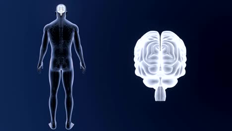 Human-Brain-zoom-with-Circulatory-system