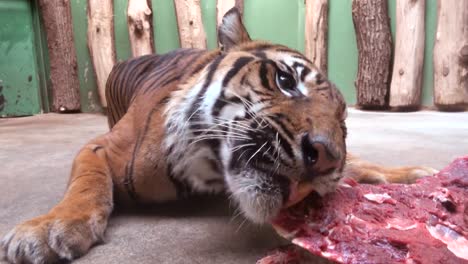Tiger-eat-fresh-meat