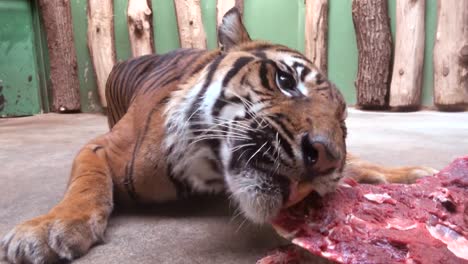 Tigre-come-carne-fresca