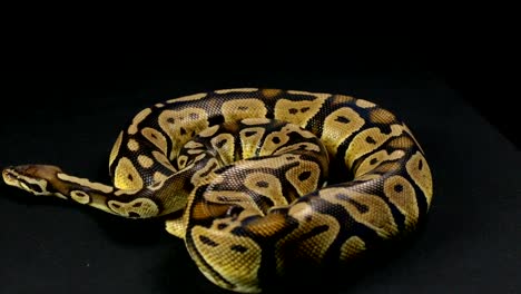 Crawling-ball-python,-head-and-tongue