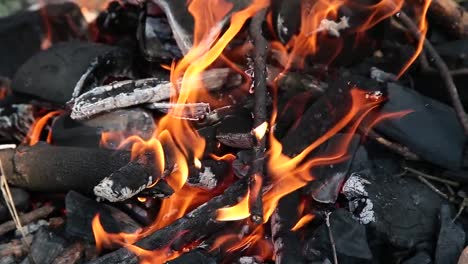 Burning-in-the-forest-bonfire-from-dry-twigs