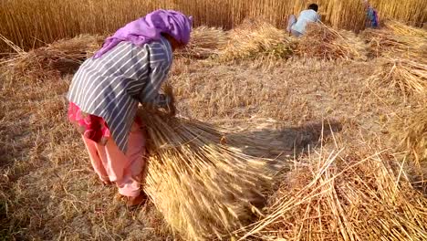 Mujer-haciendo-manojos-de-trigo-durante-la-cosecha