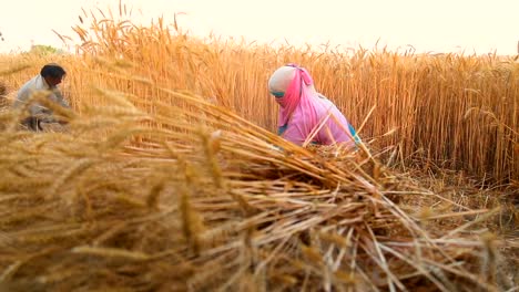 Couple-Women-Cutting-wheat-with-sickle