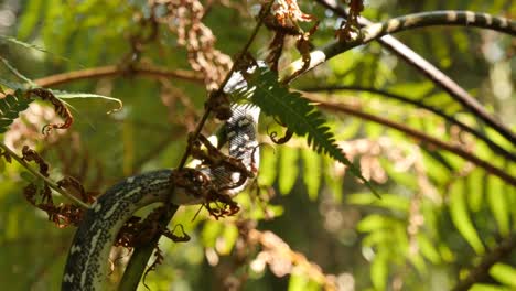 Python-Schlange-im-Regenwald-Farn-Baum---Diamond-Python