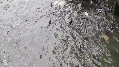 Feeding-food-for-fishes-in-slow-motion-footage.