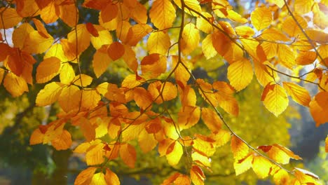 Autumn-Impressions---beautiful-autumn-leaves---change-of-focus