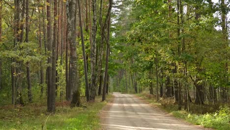 Forest-road-with-sunspots