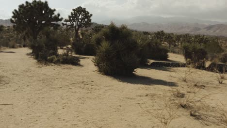 Caminar-a-través-de-los-árboles-de-Joshua-en-el-desierto.