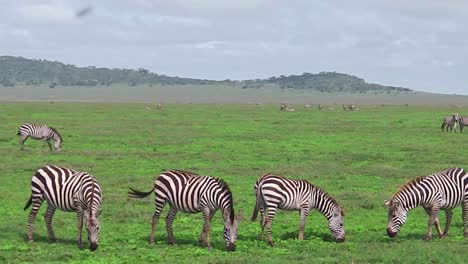 Zebras-herd-with-little