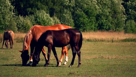 Pferde-weiden-auf-grünen-Weiden-der-Pferdefarm,-Land-Sommerlandschaft