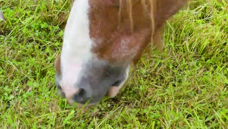 Ver-más-de-cerca-de-la-boca-del-caballo-pony-pequeño