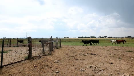 Tiere-wandern-in-schönen-ranch