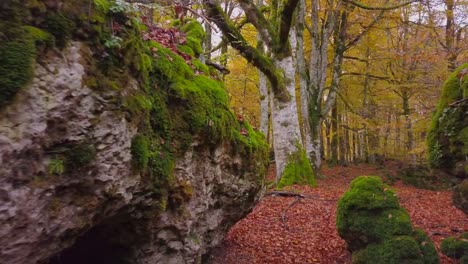 Colored-forest-in-autumn