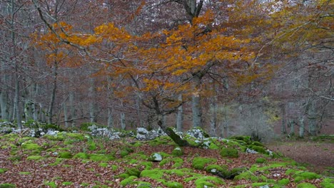 Colored-forest-in-autumn