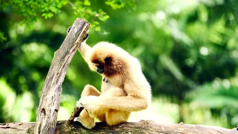 White-gibbon-relaxing-on-a-log.