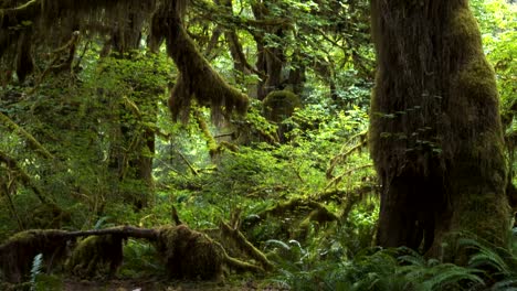 Kippen-Sie-nach-oben-Clip-von-einem-unten-Ahornbaum-im-Hoh-Regenwald-im-olympic-np