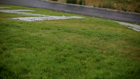 a-small-bird-rides-on-the-green-grass-in-the-Park-near-the-river.