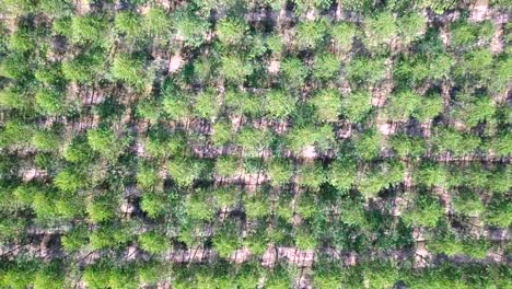 Aerial-view-of-Eucalyptus-Park