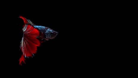 Super-slow-motion-of-red-Siamese-fighting-fish-(Betta-splendens),-well-known-name-is-Plakat-Thai