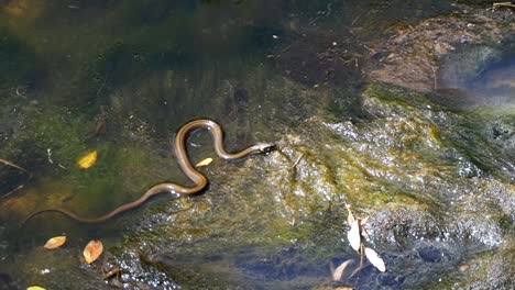 Ringelnatter,-kriechen-in-den-Fluss.-Slow-Motion