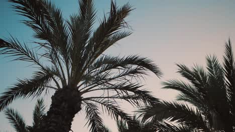 Green-branches-of-date-palms-under-blue-sky.-View-into-the-sky-through-a-date-palm-in-Barcelona.-Beautiful-film-tonned-dolly-shot