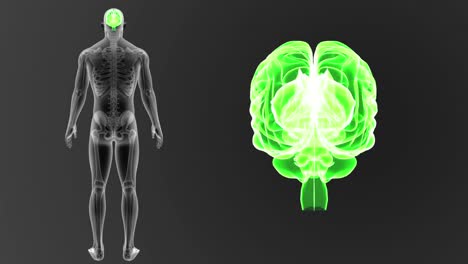 Human-Brain-zoom-with-Skeleton