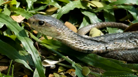 Indochinese-spitting-cobra