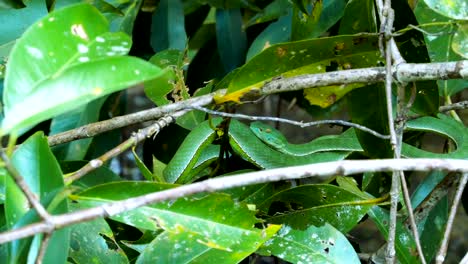 Vogeli-green-pit-viper