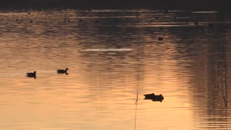 Patos-en-la-luz-del-atardecer-en-un-lago-en-Inglaterra-4K