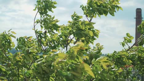 Bäume-bei-starkem-Wind.