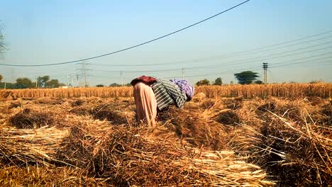 Mujer-haciendo-manojos-de-trigo-durante-la-cosecha