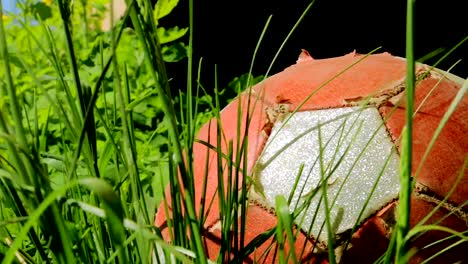 Old-scratched-ball-in-high-grass-swaying-in-breeze.-Football-theme.-Summer-sport-background.-Soccer-ball-is-under-the-porch