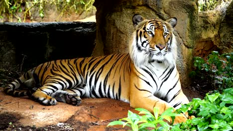 El-tigre-de-Bengala-descansando-en-el-bosque