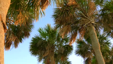 Palm-trees-at-sunset-light