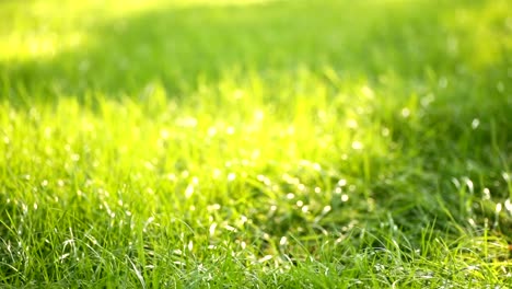 Beautiful-low-field-grass,-long-macro-defocused-shot,-green-plant-blowing-on-the-wind-with-depth-of-field,-spring-meadow,-with-the-sun-shining.-Perfect-for-film,-digital-composition,-background