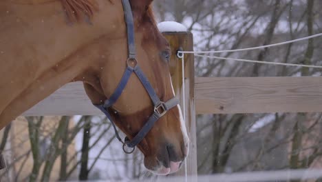 Zeitlupe:-Junges-Pferd-mit-weißen-und-hellen-braunen-Mantel-draußen-im-Winter.