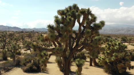 Flying-around-a-Joshua-tree-in-the-desert