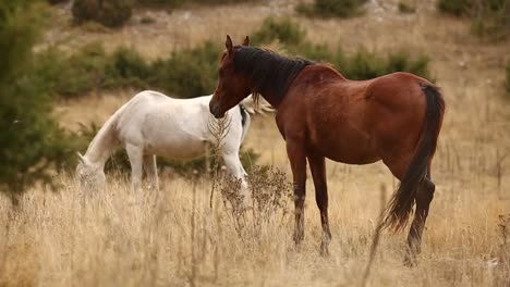 Dos-caballos-salvajes-pastando-en-la-naturaleza