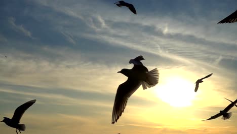 Möwen-fliegen-über-das-Meer.-Slow-Motion.